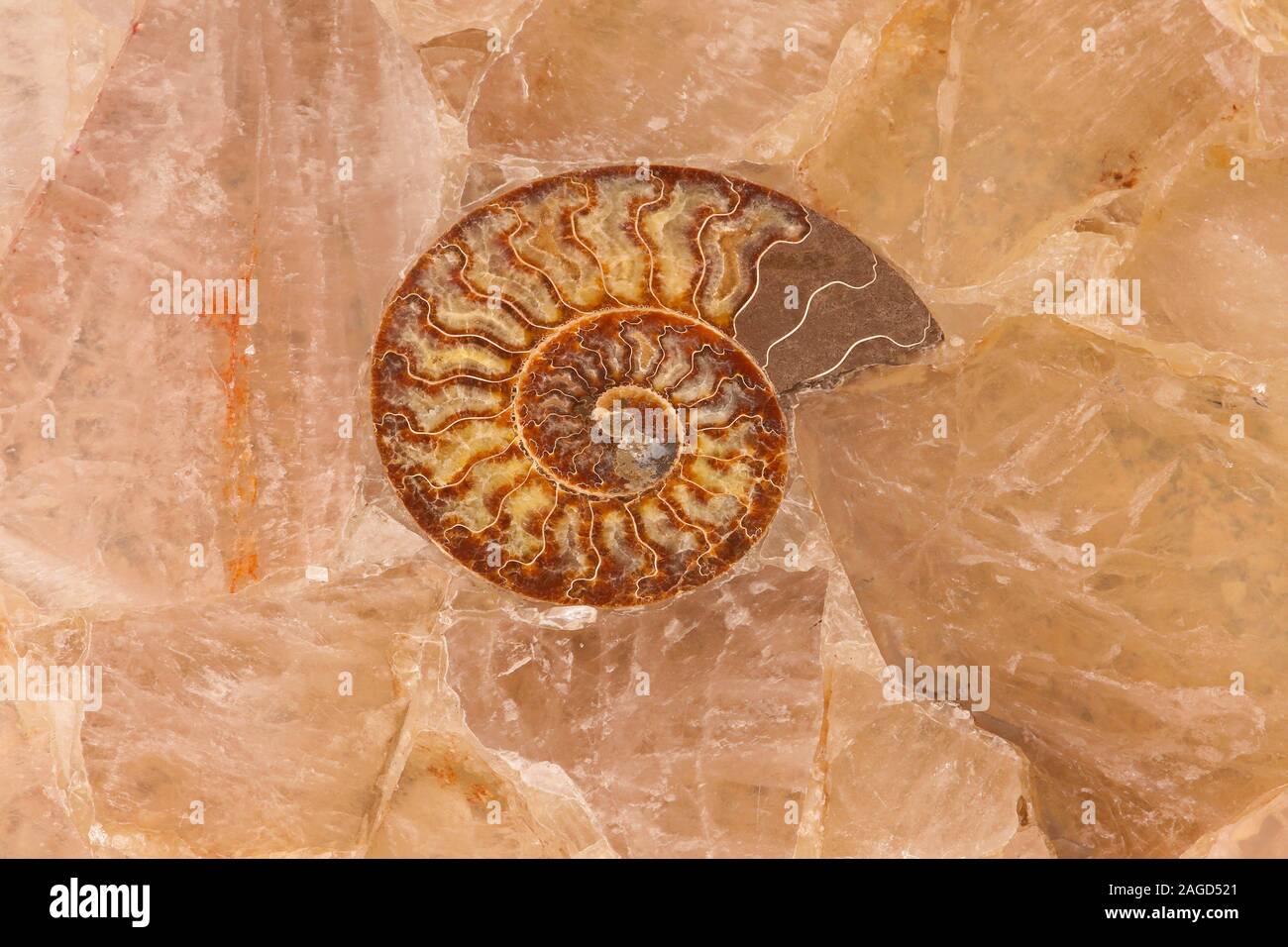 Querschnitt der fossilen Shell in Marmor Stein Stockfoto