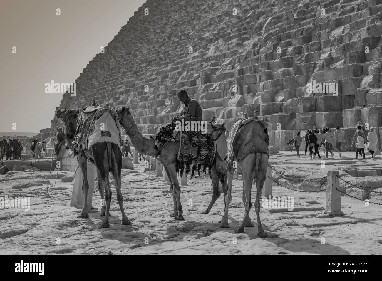 NOVEMBER 2019, Kairo, Ägypten, Blick auf das Kamel vor der Großen Pyramiden von Giza, Kairo, Ägypten Stockfoto