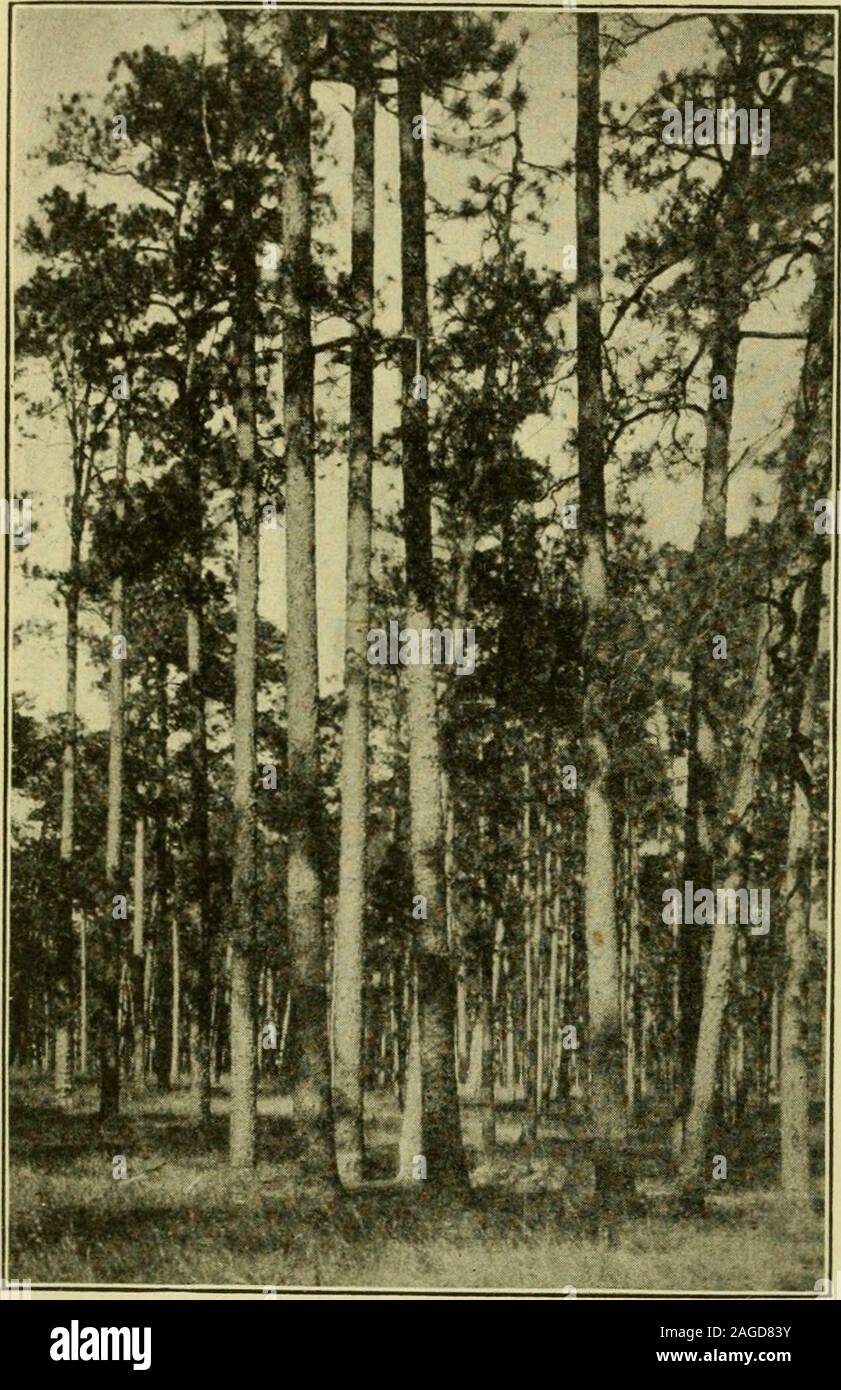 . Die Geographie von Texas, physischen und politischen. Abb. 30. Palmetto und Eiche Growtti auf der East Fork von SanJacinto Fluss, 10 Meilen östlich von New Caney, MontgomeryCounty 53 54 die Geographie von Texas die beste Entwicklung der Arten innerhalb des Staates ist jedoch, im Westen und Süden des Blattes. Dass diese mag-nificent Wälder willsoon numberedwith der thingsof der Vergangenheit seemsprobable werden. Nach Dr. WilliamL. Bray, die Lange-leaf Pine von Texasis an therate von rund drei Vierteln der Bil geschnitten - lion Füße von lumbereach Jahr. Bei thisrate denkt er ita angemessenen Esti-mate, t Stockfoto