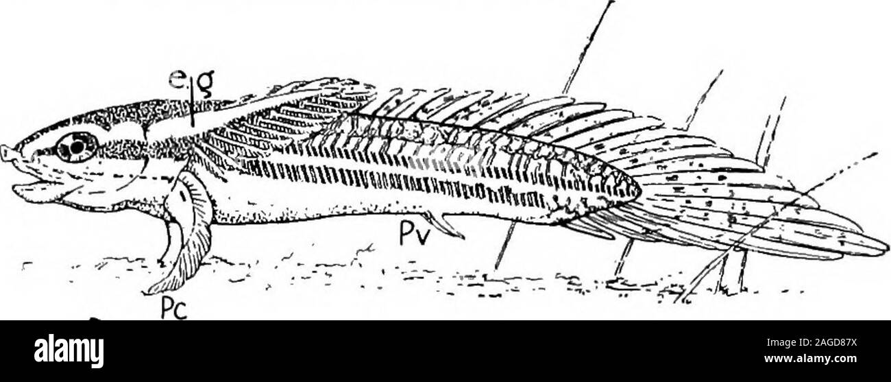 . Grundzüge der Zoologie. orms mit Brustflossen obtusely lobate und uniserial oracutely lobate und biserial; mit Schuppen und Haut Schädelknochen oftencovered mit Emaille - wie ganoin; mit ein paar jugular Platten zwischenden Rami des Unterkiefers. Alle sind ausgestorben außer Polypterus andCalamoichthys aus afrikanischen Flüssen. Beispiele, Osteolepis (LowerDevonian), Holoptychius (Devon), Megalichthys (Karbon), Polypterus, der Körper ist mit Rhombische ganoid Schuppen bedeckt; es gibt zahlreiche Rückenflossen; der Schwanz ist; die diphycercal pectoralfin hat drei basalen Stücke als in der elasmobranchier, dann zwei r Stockfoto