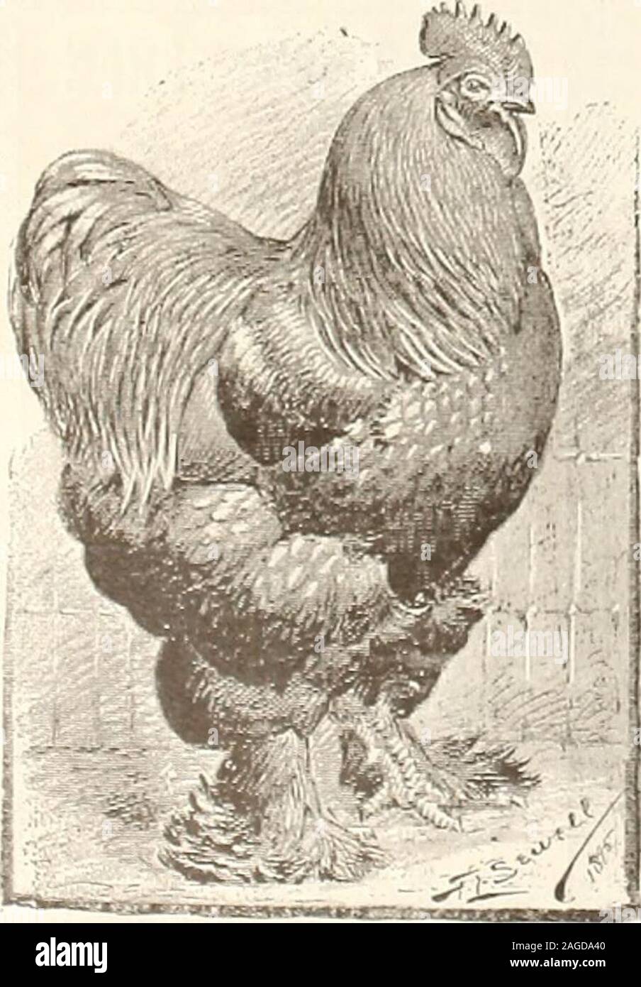 . Die Farm - Geflügel. e Mitte des letzten cen tury. Was überrascht mich am meisten, saidhe eines Tages zu mir, ist in ihnen zu finden somany Dinge nehmen wir sind neu, und tofind, wie viel die alten Kameraden kannte. Aber das gilt für nur eine halbe centuryago. Tnfortunately, haben wir wenig Informa- tionen, die im direkten Zusammenhang mit Geflügel mat-tern in der Literatur vor dieser Zeit. Aber von dem, was wir vernünftigerweise inferfrom Erwähnung von ähnliche Themen, es ist fairto nehmen wir an, dass Leute, die interessiert sind, sich Poul - versuchen Sie, zu einer bestimmten Zeit der Antike andplace verstanden und angewendet, principlesand Ideen wie in anderen Linien ofagricult genehmigt Stockfoto