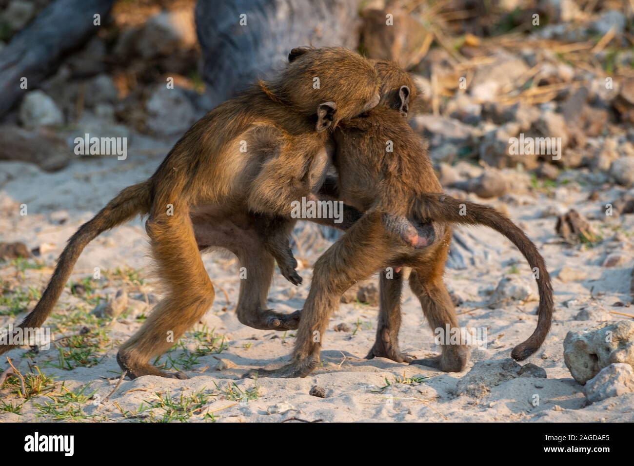 Junge chacma Paviane (Papio ursinus) spielen am Ufer des Chobe River in den Chobe National Park, Botswana, Südafrika Stockfoto