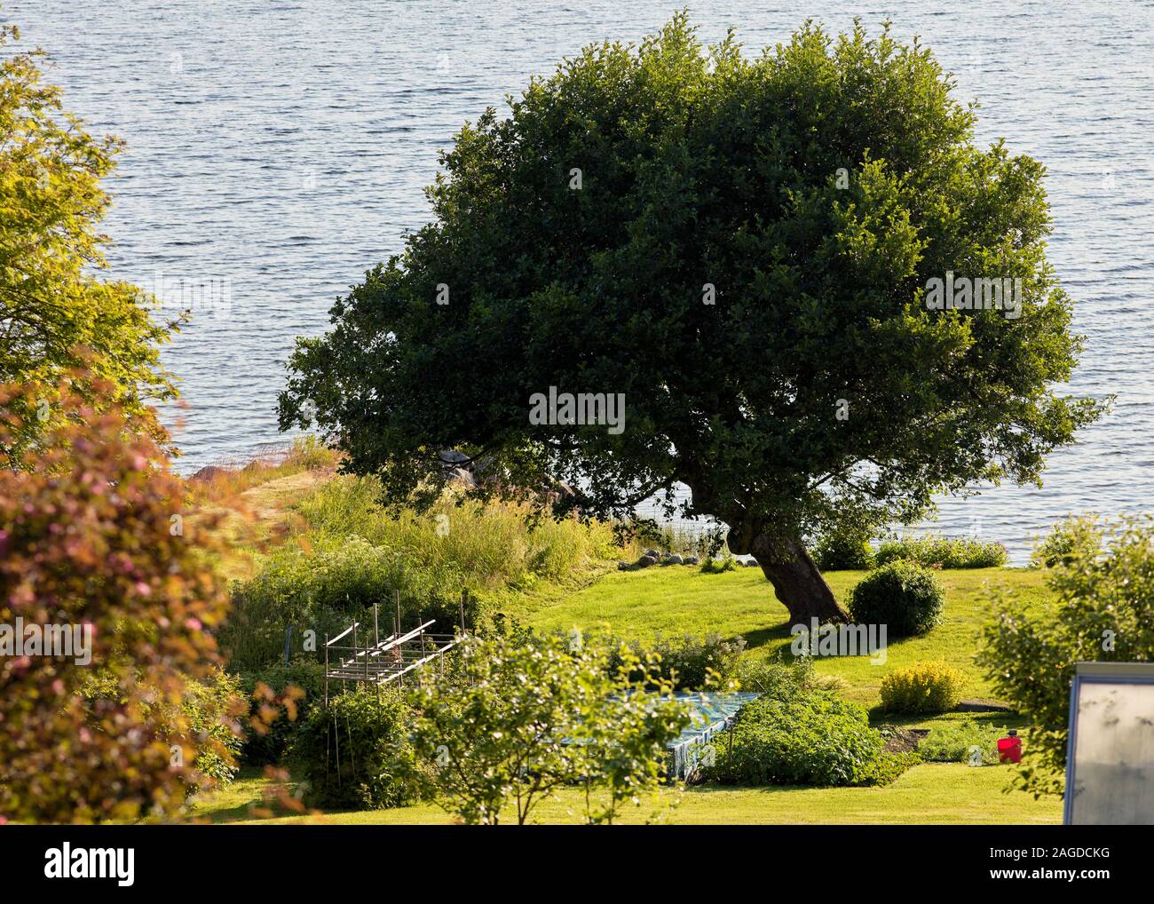 Reicher, schiefer Baum in einer sommerlichen Küstenlandschaft, hohe Küste, Schweden Stockfoto
