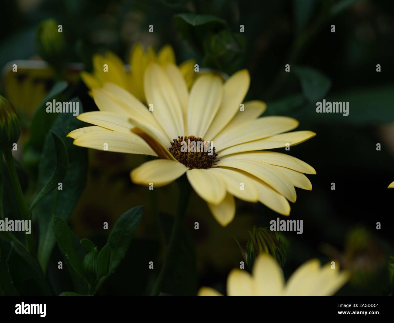 Gelbe Gerbera Daisy Blume Stockfoto