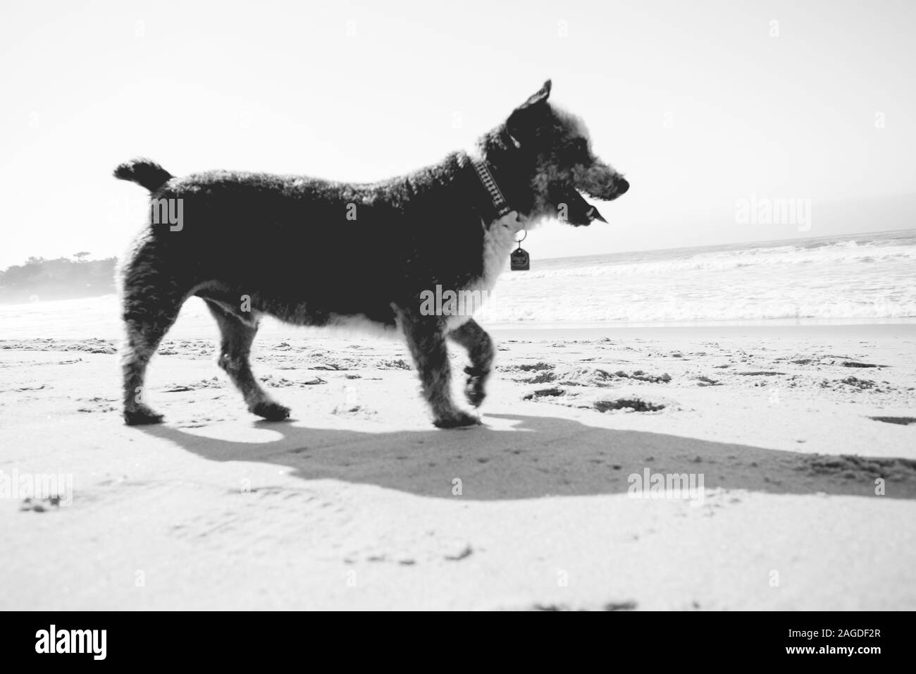 Graustufenaufnahme eines Hundes mit seiner Zunge beim Gehen Am Strand Stockfoto