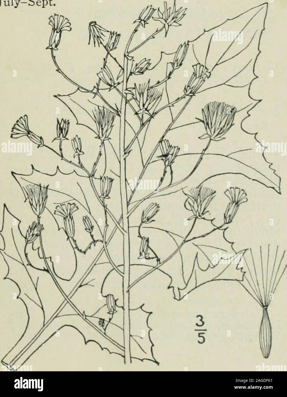 . Eine Illustrierte Flora von der nördlichen USA, Kanada und die britischen Besitzungen: von Neufundland zu den Parallelen der südlichen Grenze von Virginia und vom Atlantik westwärts nach dem 102 Meridian. s spicatus Lam. Encycl. 3: 401. 1789. Mulgedium leucophaeuni DC. Prodr. 7: 250. 1838. Lactuca lencophaea var. integrifolia A. Grau, Syn. Fl. I: Teil 2, 444. 1884. Lactuca spicata integrifolia Britton, Mem. Torr. Club 5: 350. 1894. L. spicata Hitchc.; Britt. & Braun, 111. Fl. 3: 276. 1898. Jährliche oder zweijährliche; Stammzellen in der Regel Stout, gla-brous, 3° - 2° hohen, grünen bis hin zu den Großen, ra Stockfoto