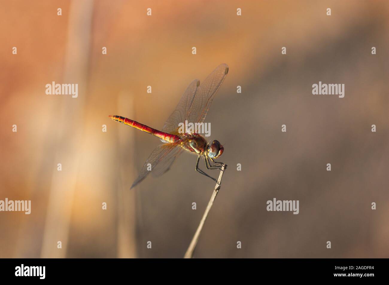 Eine rote Libelle, deren wissenschaftliche Name ist Sympetrum striolatum auf einem hohen Gras in der Mitte des Bildes thront, ist der Hintergrund in Ockerfarben u Stockfoto