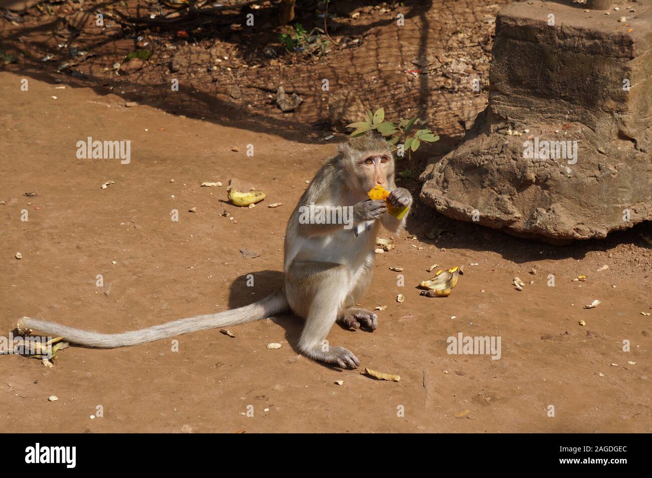 High-Angle-Aufnahme eines niedlichen Affen, der eine Mango isst Während Sie auf dem Boden sitzen Stockfoto