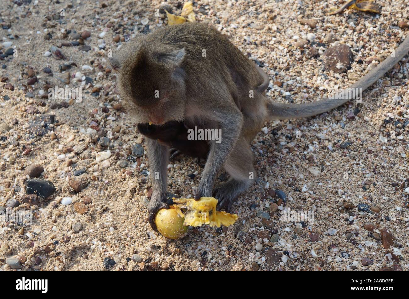 High-Angle-Aufnahme eines niedlichen Affen, der eine Mango isst Während Sie auf dem Boden sitzen Stockfoto