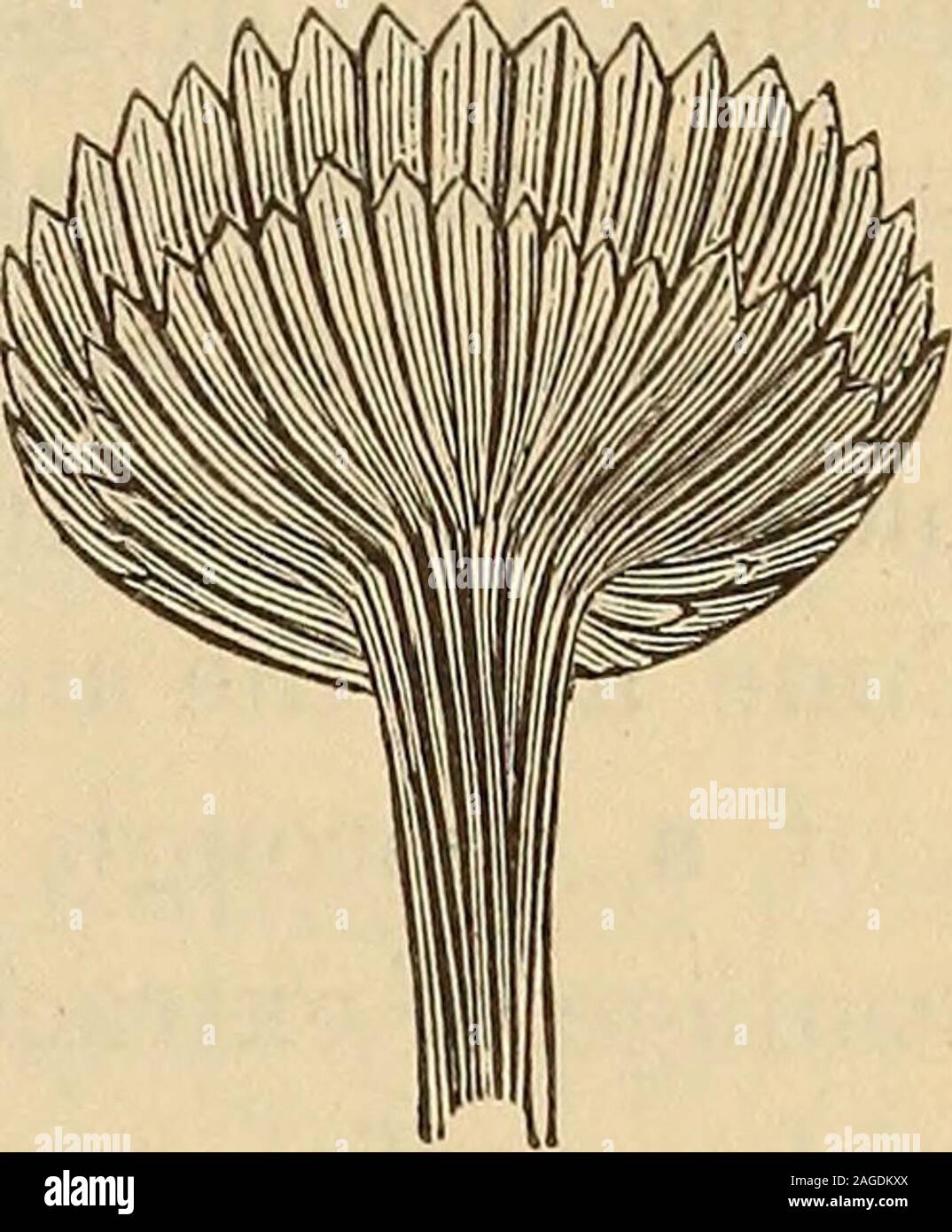 . American journal der Apotheke. Fi&lt;*. 3. Abb. 4. Die schuppigen Margen häutig, glockenförmig und konvexe ohne de-PRESSION am Ort der Anlage aufzuhalten. Abb. 4 stellt das driedinvolucre erweiterten zwei Durchmesser. Die kleine Buchse, konisch, nakedand solide und leicht grünlich-graue Farbe. (Abb. 5 stellt die Re-Gefäß der getrockneten Blumen, die röschen entfernt wird, erweiterten twodiameters.) Die Zungenblüten, (ungefähr 18) weiß, ligulate, durchzogen, threetoothed, der Schlauch, der Pubertierenden, pistillate; die Gliedmaßen des Stil Stockfoto