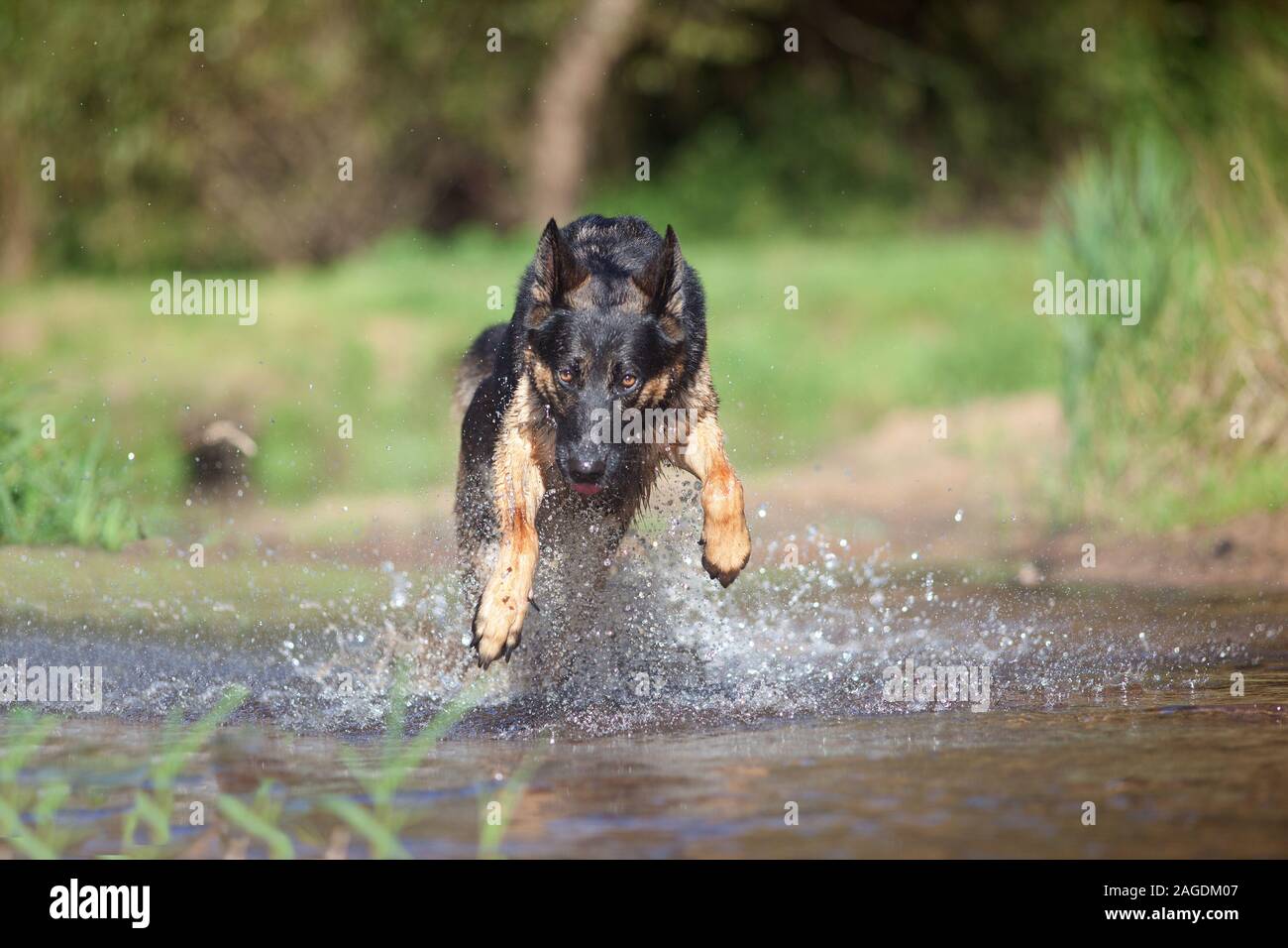 Deutscher Schäferhund Hund spielt und läuft in Wasser-frontalen Stockfoto