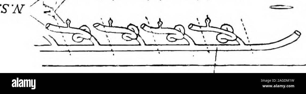 . Grundzüge der Zoologie. In jj R-* j3E SJ.- ^J^ O&lt; - • Im s? T^li-B M-O 3&lt; "o c" rr?" 1?- § s. Rri-rt? 3. S-Sfe 2 4) ffi CS FORTPFLANZUNGSSYSTEM. 513 Fortpflanzungssystem. - der Ovarien und Hoden aredeveloped von einer Kante von einem Teil der epitheliumlining der Bauchhöhle gebildet, dieser Grat bilden Kupplungsdruckplatte genannte keimepithels. In der männlichen Die wuchernden Keimepithel isdivided von embryonalen Bindegewebe in numerousfollicles. Die Zellen der Follikel bilden zukunftsträchtige Mutter-Zellen, die durch Ihre ultimative Divisionen, die zu Sper geben - matozoa. Von der mes Stockfoto