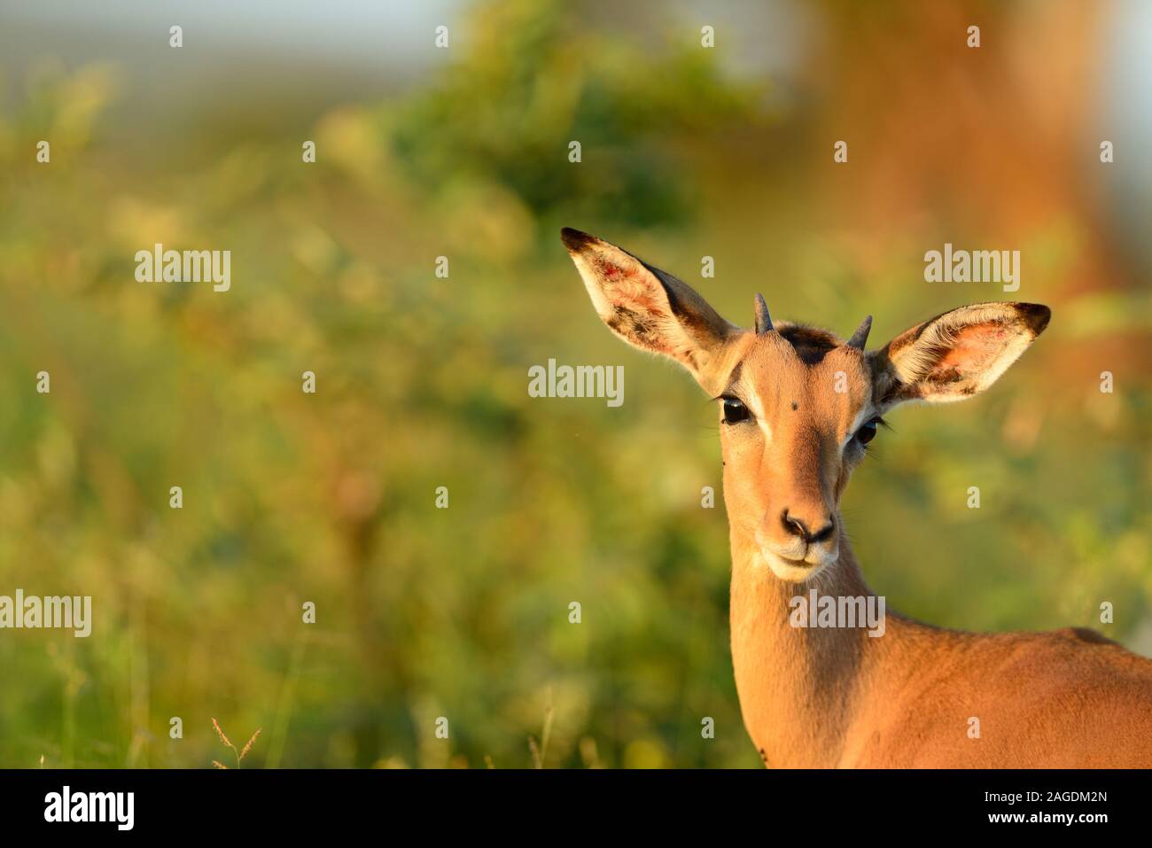 Selektive Fokusaufnahme eines schönen Hirsches, der in der aufgenommen wurde Afrikanischer Dschungel Stockfoto