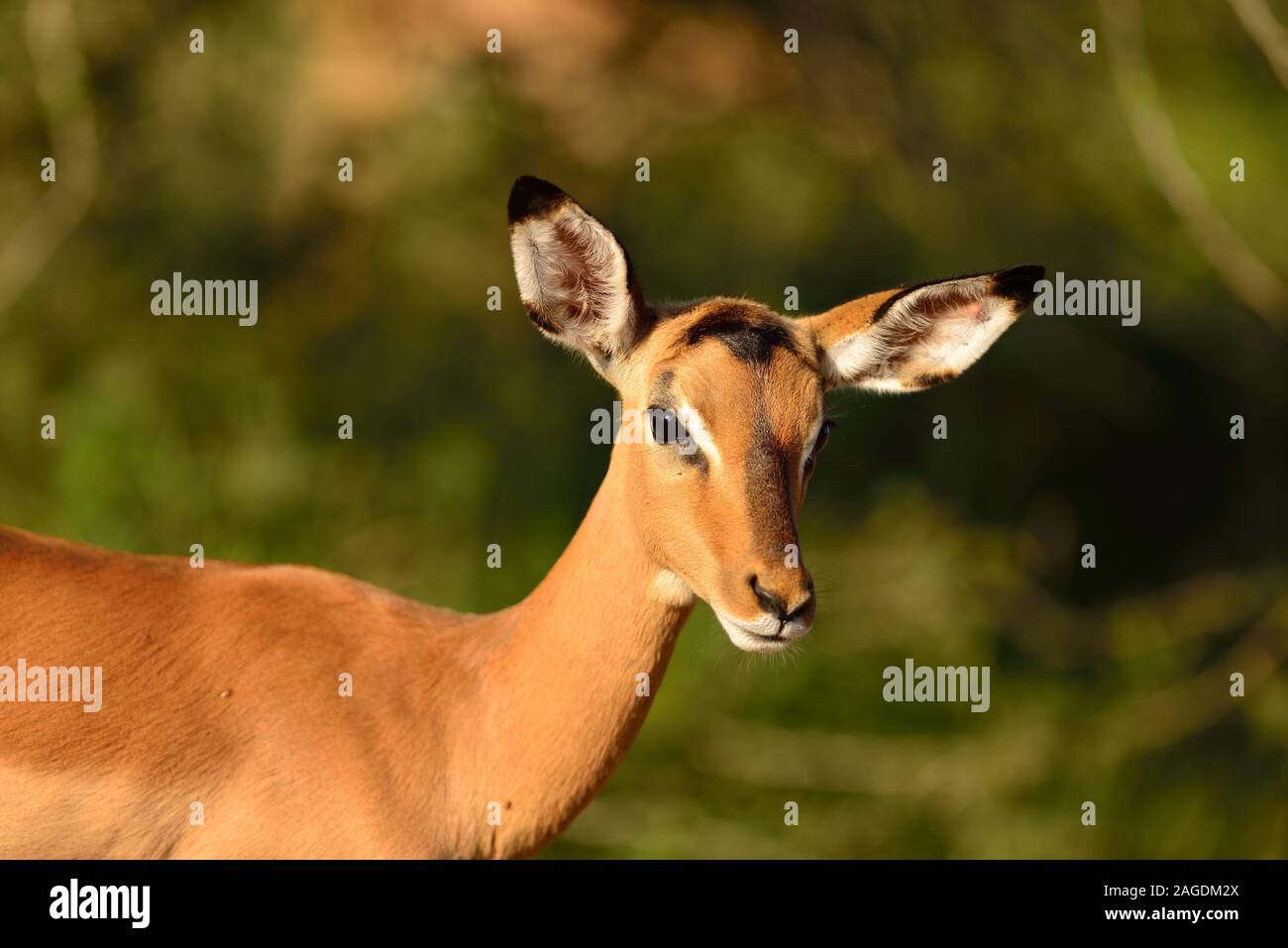 Selektive Fokusaufnahme eines schönen Hirsches, der in der aufgenommen wurde Afrikanischer Dschungel Stockfoto