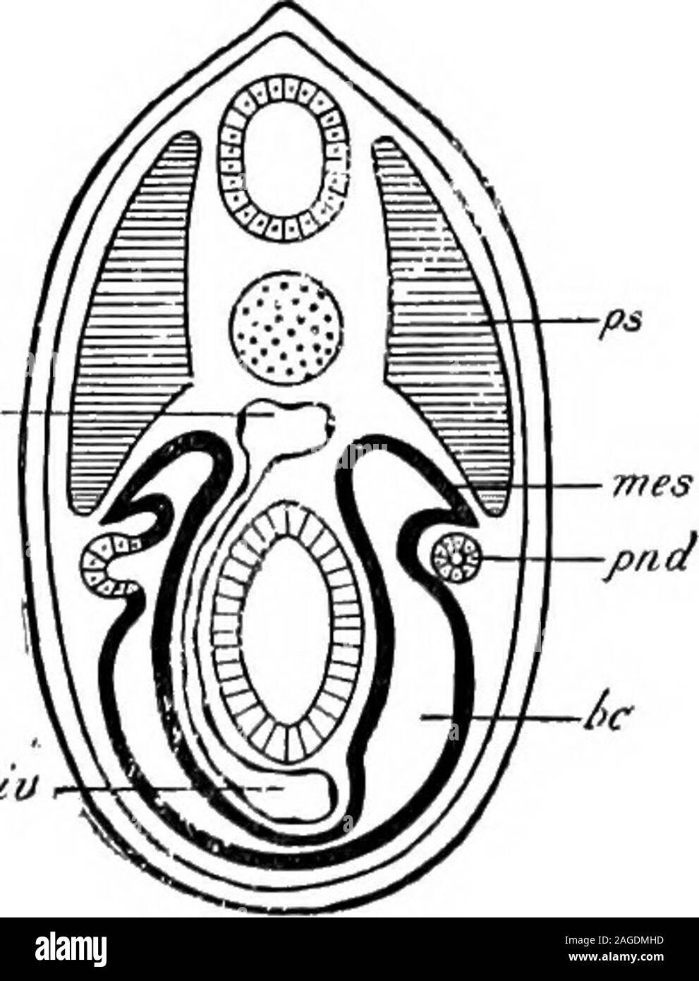 . Grundzüge der Zoologie. In einer späteren Periode in jene Arten inwhich der pronephros ist ein functionallarval Orgel, aber viel in thehigher Wirbeltiere früher, andere seriesof Tubuli differenziert ist von themesoblast, und einen Zusammenhang mit der segmentalen Leitung, stellt der Mesonephros, oder mid-Niere. Die Tubuli entstehen in der Regel, jedoch nicht immer, näher theposterior Ende des Körpers als thepronephros, und es bilden sich ausder Teil des Mesoblasten whichconnects der Muskel Segment unddie seitliche Platte (siehe Abb. 270). Unterhalb der Amniota Die mesonephrosforms der ständigen excretoryorgan. Stockfoto