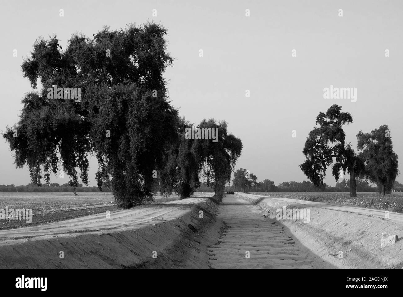 Trockene Bewässerungskanal in einem Baumwollfeld außerhalb Visalia, CA. Stockfoto