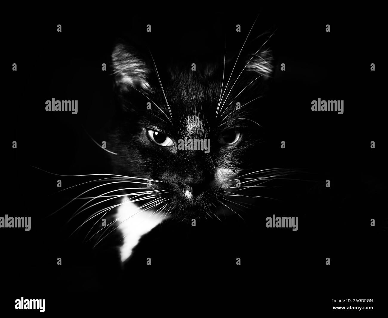 Nahaufnahme einer wütenden schwarzen Katze mit einem schwarzen Hintergrund Stockfoto