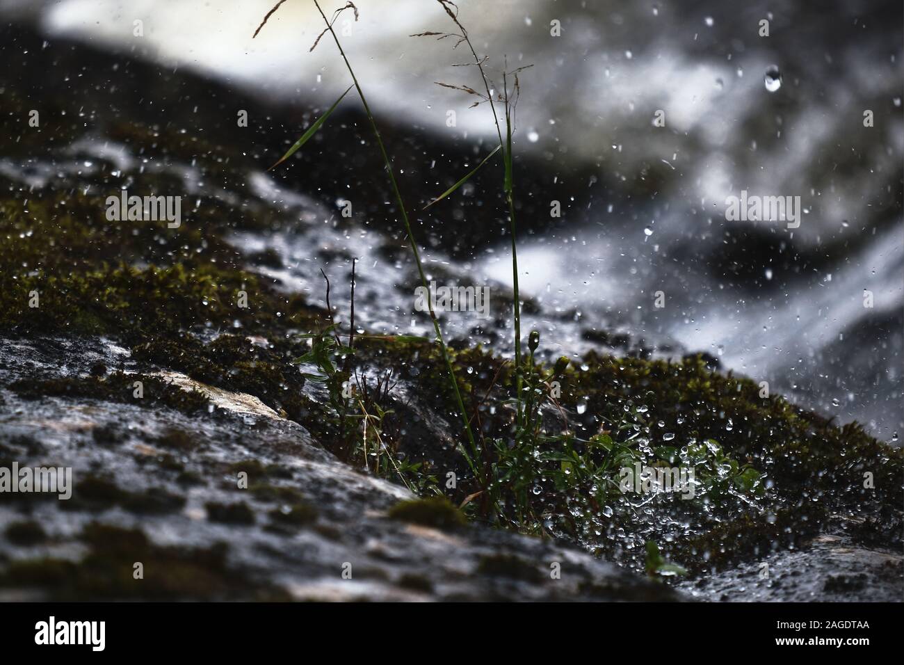 Schöne Landschaft von Schnee gemischt mit Regen fallen über die Letzte grüne Pflanzen des Jahres Stockfoto