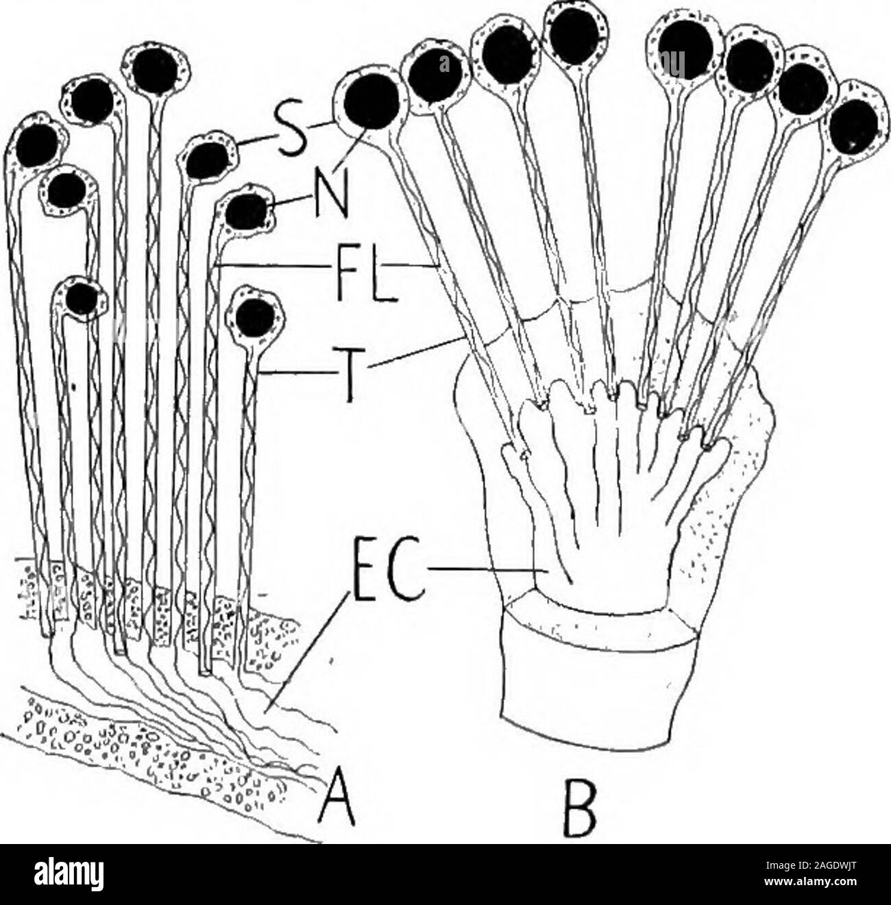 . Grundzüge der Zoologie. Glanduläre endostyle und adorsal Falten (manteltiere) oder Nut {Amphioxus), der connectedanteriorly endostyle mittels einer Ciliated band. Auf der anderen Seite, die seescheiden unterscheiden sich von den lanceletsin viele Möglichkeiten, z. b. Der sessile Gewohnheit, die Anwesenheit von Test Kachel, eines Herzens, und der genitalen Kanäle; die Abwesenheit von Seg-mentation, der nephridia, und jede Spur von ccelom in theadult; die U-förmige Speiseröhre; die Macht der Knospen, so häufig in den seßhaften Tiere; und die hermaphroditism. Die ausführliche Studie der Entwicklung führt zu ähnlichen seriesof Fakten - deutliche Ähnlichkeiten gekoppelt Stockfoto