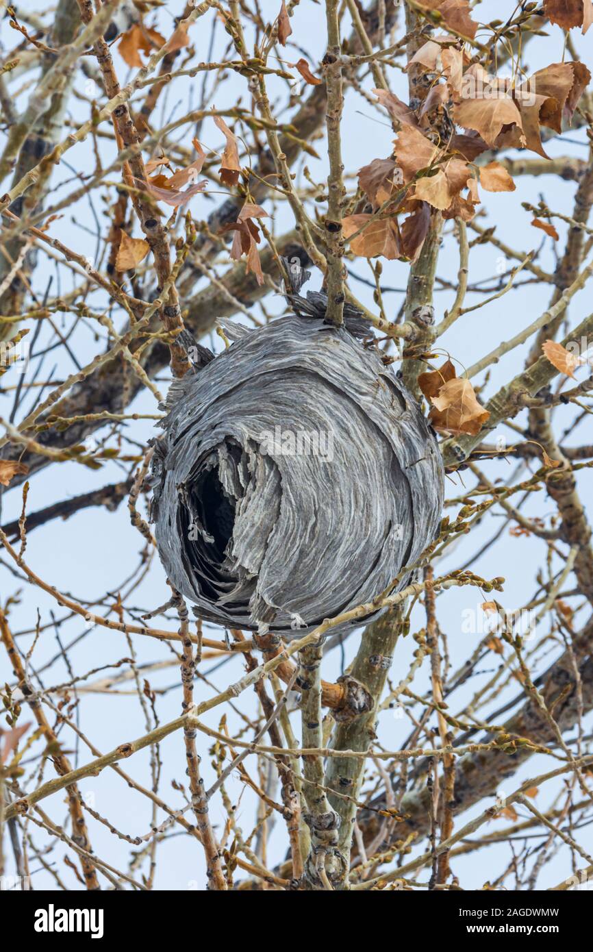 Abgebrochene Baldfaced hornet Wespe (Dolichovespula maculata) Nest hängend in den Ebenen der Pappel Baum, Castle Rock Colorado USA. Foto im November gebracht. Stockfoto