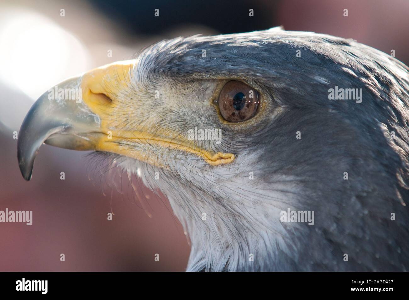 Selektive Fokusaufnahme des Kopfes eines schönen Adlers Mit Haselaugen auf verschwommenem Hintergrund Stockfoto