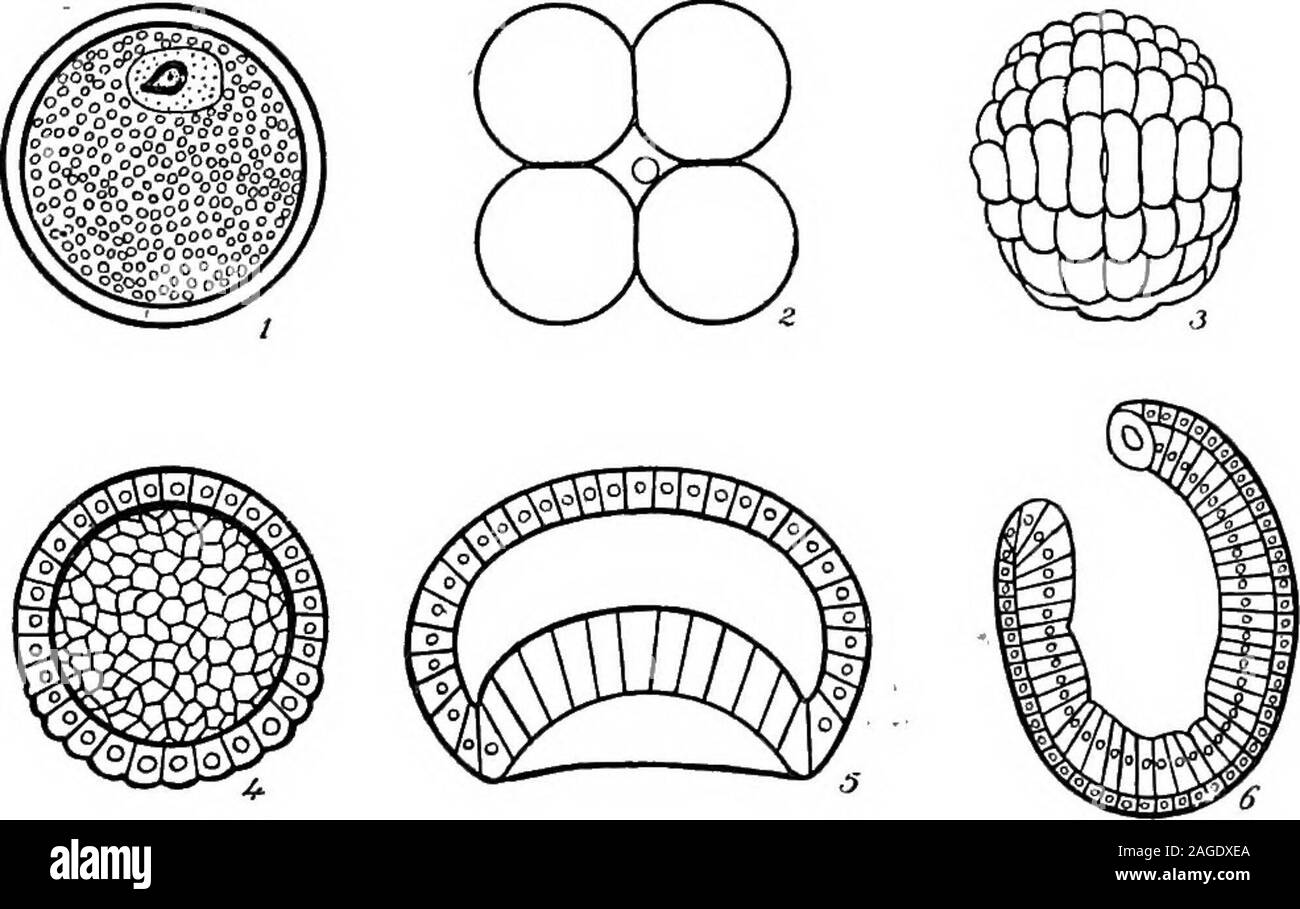 . Grundzüge der Zoologie. ertilised Eizelle über^77 in. indiameter. Die Segmentierung ist abgeschlossen und fast gleich (Abb. 253). Die erste Spaltung ist vertikal, und teilt theovum in zwei gleiche Teile; die zweite ist ebenfalls vertikal, entlang einer meridionalen Ebene rechtwinklig zur ersten, unddem Ergebnis ist in vier gleichen Zellen. Die dritte Spaltung ist Equa-Forderungen nach und gibt Anlass zu vier größeren Zellen (oder macromeres) unter oder auf dem Weg der vegetativen Pol, und zu vier smallercells (oder micromeres) über oder auf dem Weg zur Tier Pol. Entwicklung. 469 Die blastosphere, das ist das endgültige Ergebnis der Segmentierung, invagin Stockfoto