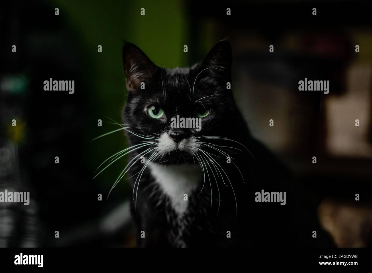 Nahaufnahme einer schwarzen Katze mit grünen Augen wütend Starren auf die Kamera Stockfoto