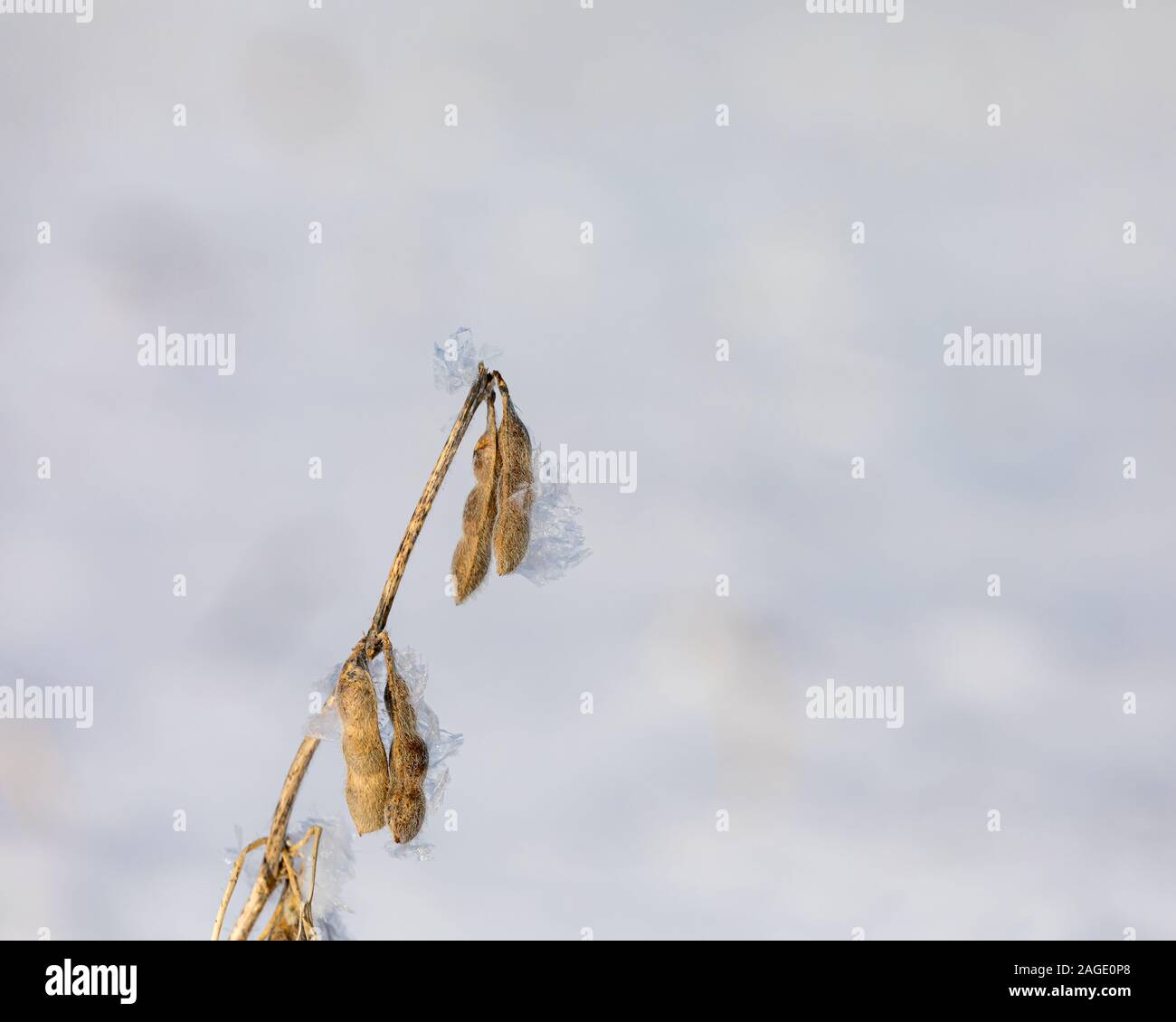 Nahaufnahme des ständigen Sojapflanzen im Schnee Soja Bauernhof Feld. Schneeflocken und Eiskristalle auf braun Samenkapseln. Verzögerte Ernte im Jahr 2019 Stockfoto