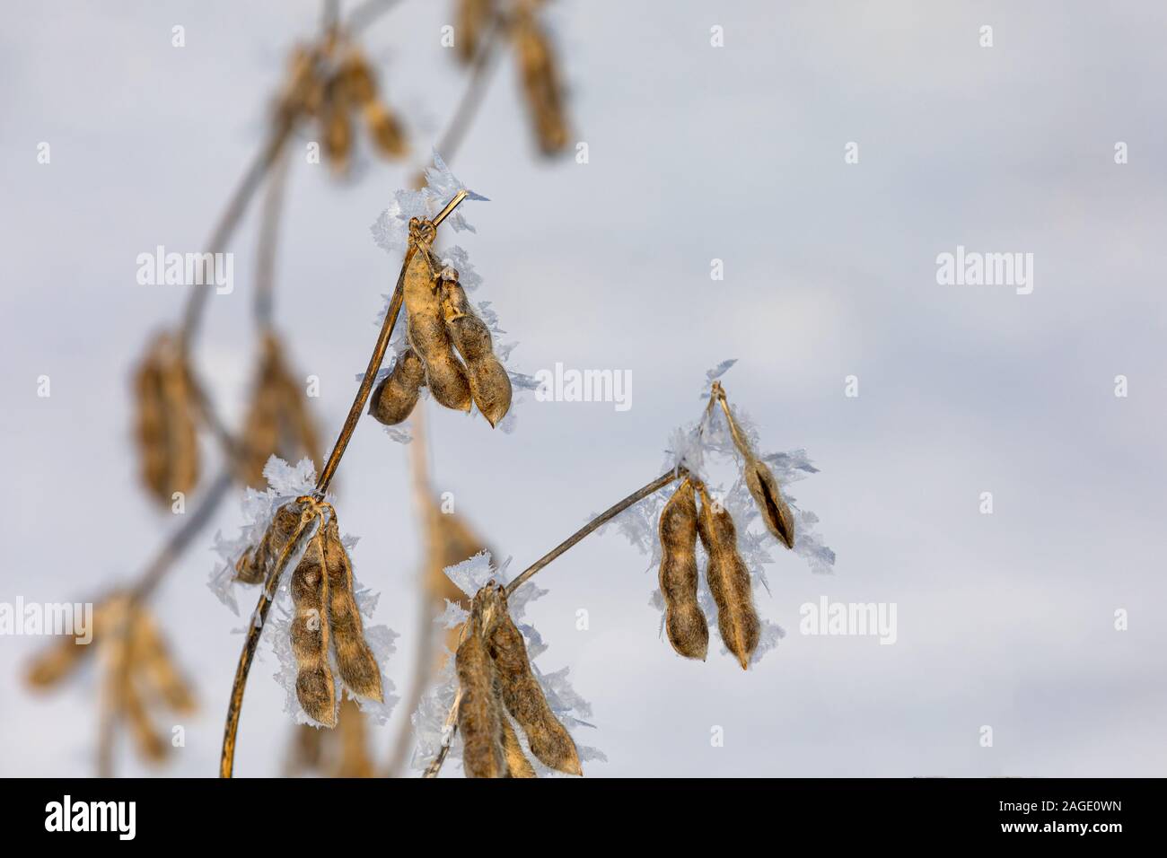 Nahaufnahme des ständigen Sojapflanzen im Schnee Soja Bauernhof Feld. Schneeflocken und Eiskristalle auf braun Samenkapseln. Verzögerte Ernte im Jahr 2019 Stockfoto
