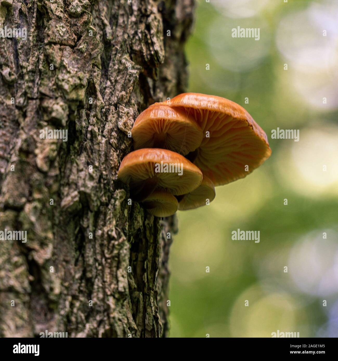 Nahaufnahme der Pilze, die auf der Baumrinde mit einem wachsen Unscharfer Hintergrund Stockfoto