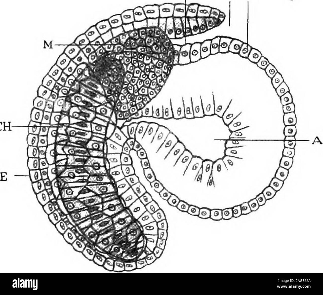 . Grundzüge der Zoologie. stamm.- Manteltiere sind zwittrig. Die Geschlechtsorgane (Abb. 240, G^sind sehr einfach, andlie in der Schleife des Darms. Der Fruchtknoten ist die Größeren, eine 4 enthält einen Hohlraum, in denen die Eizellen frei werden,unddes, die Sie nach außen entlang einer Eileiter whichopens in die Membrana Kammer weiter. Die Hoden theovary umgibt, und ist zu einem anderen Zeitpunkt (dichogamy); Seine 29 450 SUB-STAMM UROCHORDA ODER TUNICATA. Kanal läuft durch die Seite der Eileiter. In einigen Formen, wherethe Gonaden sind in der Nähe der Kloake, es gibt keine Kanäle. Theova werden von follikelzellen umgeben, und probab Stockfoto