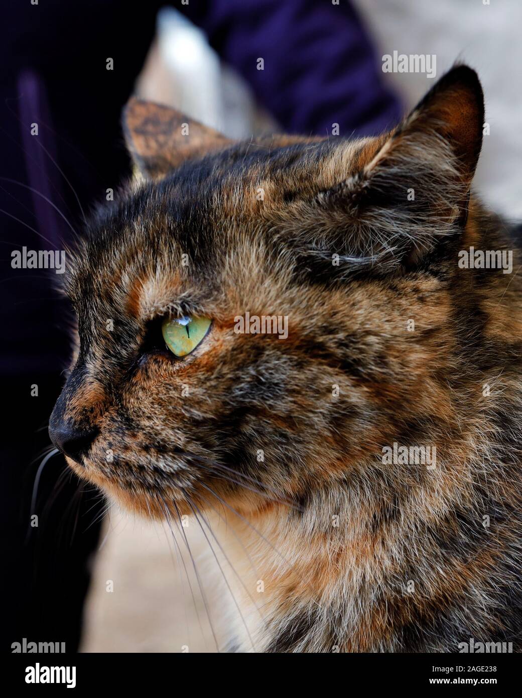 PORTLAND, Vereinigte Staaten - 23.November 2019: Ein vertikaler eine süße Katze mit wunderschönen grünen Augen Stockfoto