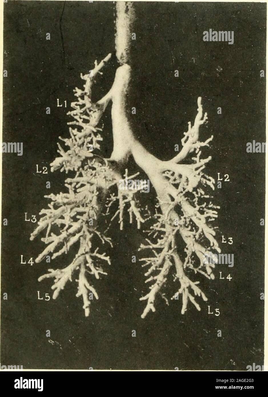 . Das amerikanische Journal der Anatomie. Abb. 22.. Fis:. 2. AMERICAN JOURNAL DER ANATOMIE VOL. Vi. Stockfoto