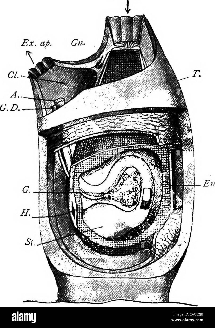 . Grundzüge der Zoologie. Wand. Von diesem Körper wallthe Test kann leicht entfernt werden, die beiden werden unattachedexcept an einer Stelle, wo Blutgefäße in den Test bestehen, und auch auf eine weniger in die zwei Öffnungen. Zu beginwith, dieser Test ist eine wahre Cuticula, durch secretoryprolongations des Ektoderms Zellen produziert, aber bald nach itsformation Mesenchym Zellen dorthin migrieren und riseto Patches von Bindegewebe Zellen geben. Diese Zellen im Laufe des Lebens einige apparentlyretain phagozytischen Bedeutung. InAscidia Auswüchse des Körpers Wand mit Prolongationen ofblood Tv geben Sie den Test, ramifying I Stockfoto