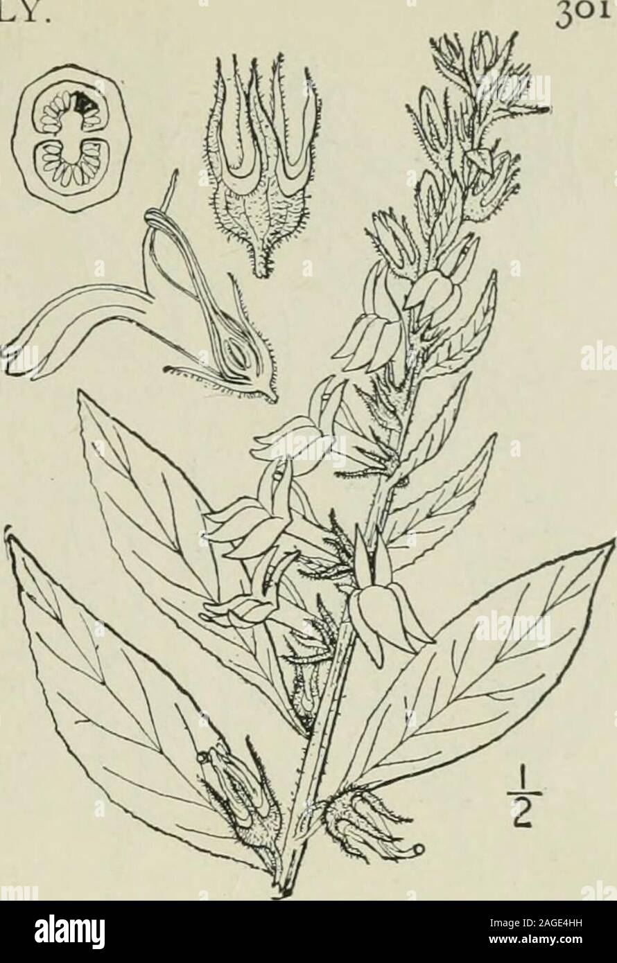 . Eine Illustrierte Flora von der nördlichen USA, Kanada und die britischen Besitzungen: von Neufundland zu den Parallelen der südlichen Grenze von Virginia und vom Atlantik westwärts nach dem 102 Meridian. 5. Lobelia Amoena] Iichx. Südliche Lobelia. Abb. 4032. Lobelia amoena Michx. Fl. Bor. Standort. 2: 152. 1803. Lobelia Amoena glandulifera A. Grau, Syn. Fl. 2:4. 1878. Fast kahl, Staude; Stammzellen einfache, schlanke, grüne, ich°-4° hoch. Blätter dünn, eiförmig bis länglich-Lanzettlichen, schmal rechteckig oder oval, repand - gyrus ordenticulate, die unteren petioled und meist Stumpf. 2-6 Stockfoto