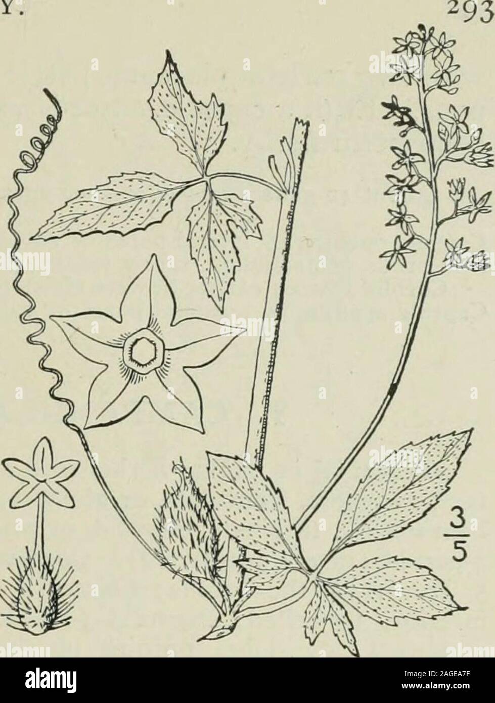 . Eine Illustrierte Flora von der nördlichen USA, Kanada und die britischen Besitzungen: von Neufundland zu den Parallelen der südlichen Grenze von Virginia und vom Atlantik westwärts nach dem 102 Meridian. Ich Gattung 4. Kürbis Familie. I. Cyclanthera dissecta (T. & G.) Arn. Cut-leaved Cyclanthera. Abb. 4013. Discanthera dissecta T&G Fl. N. A. I: 697. 1840. Cyclanthera dissecta Arn. Im Hook. Journ. Bot. 3:280.1841. Jährliche; Stängel gerillt und kantig, kahl, Verzweigung, Klettern bis zu einer Höhe von 3°-4°, oder strag-gling. Blattstiele i-2 Lange; Blätter digitately s -?- foliolate, die Flugblätter o Stockfoto