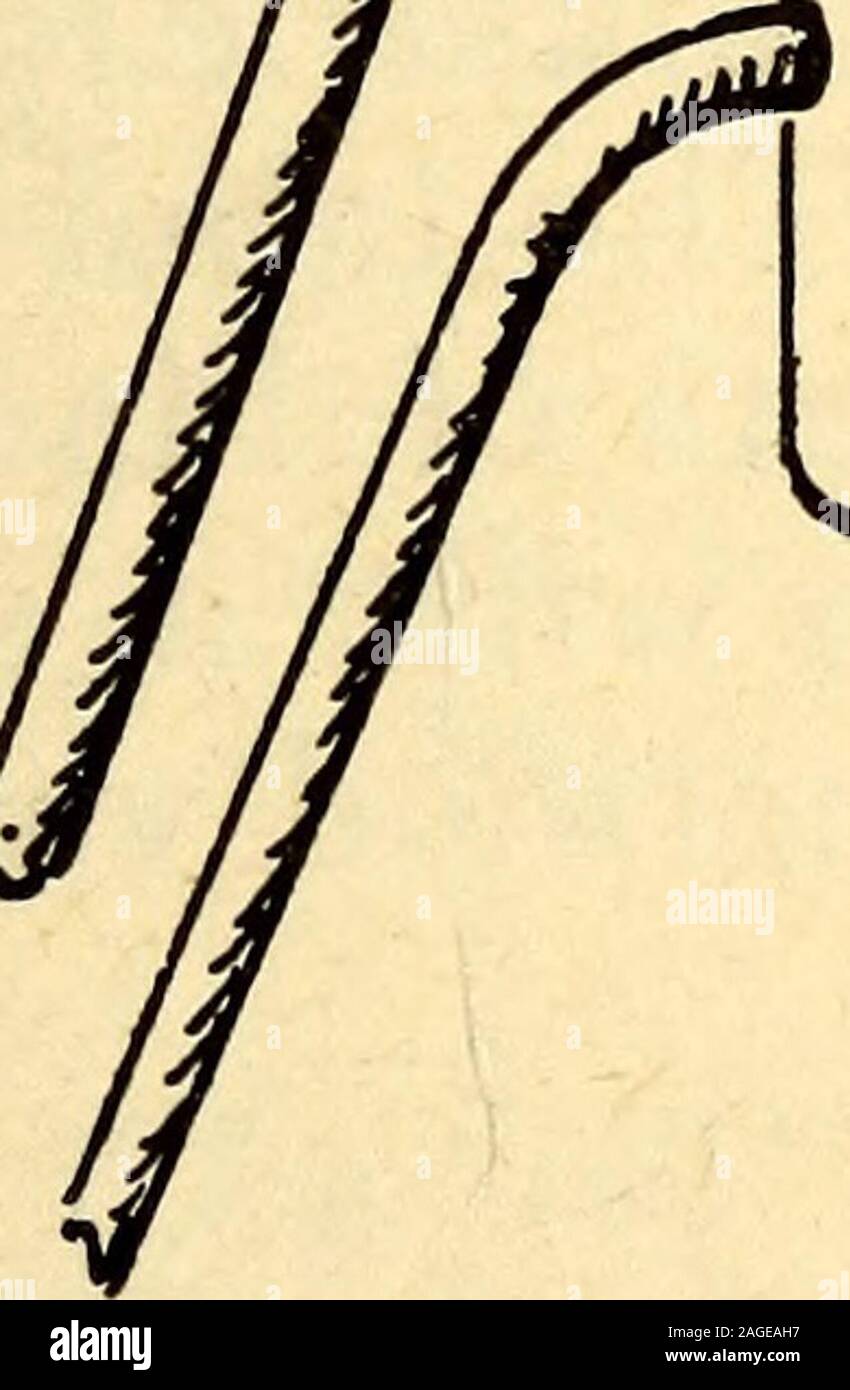 . Annalen der Gartenbau in Nordamerika für das Jahr ... : Ein Zeuge der Ereignisse und eine Aufzeichnung der Fortschritte. Abb. 37. tomnnninimn? HOYT & Sohn. Abb. 38. 378 Annalen der Gartenbau. Nageln von Berry-Boxen. Auf einem Standard, ein, die pro Stück von 2} Wandstärke 4 Fuß lang, ein weiteres Stück 9 Zoll lang, b, ist morticed und verschraubt. Eine Eisenplatte, c^Zoll dicke, auf b geschraubt, dient einem guten Zweck in Clinchen Nägel. Stockfoto