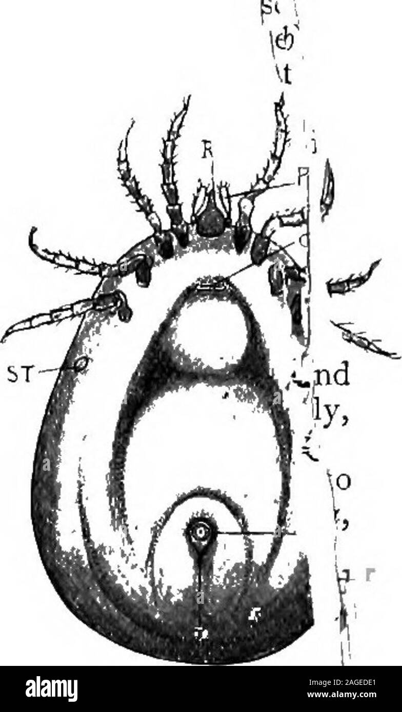 . Grundzüge der Zoologie. Abb. 197.-Tick {Ixodes nduvius, weiblich), Rückenseite, Anzeigen theoval Schutzplatte (5. ff.) - nach Wheler. i/., Hypopharynx; S.^ palp; Z/., L. IV.1 der erste und der vierte Bein. Abb. 198.-Tick [Jxvdes ril^ uviusfemale), ventrale Oberfläche-L AfterWheler. {R., Rednertribüne; s., palp; G.,, genitalaperture;., stigma;?" - il^ uns. Großbritannien ist Ixodes ricinus. Es kann angemerkt werden, dass die Milben haben vier^ jinside menschlichen Tumoren gewesen, und es gibt viele Fakten, was darauf hindeutet, dass einige -, £ die kleine Acarines in der Verbreitung Krankheit-keime weitergeben kann. Eva^ Demodex kann eine Rolle spielen. , RAberrant Bestellungen oder Klassen um Ling Stockfoto
