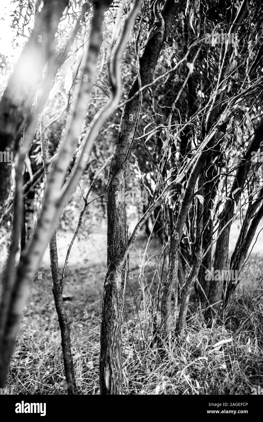 Vertikale Graustufenaufnahme einer Reihe von Bäumen in einem Wald Stockfoto