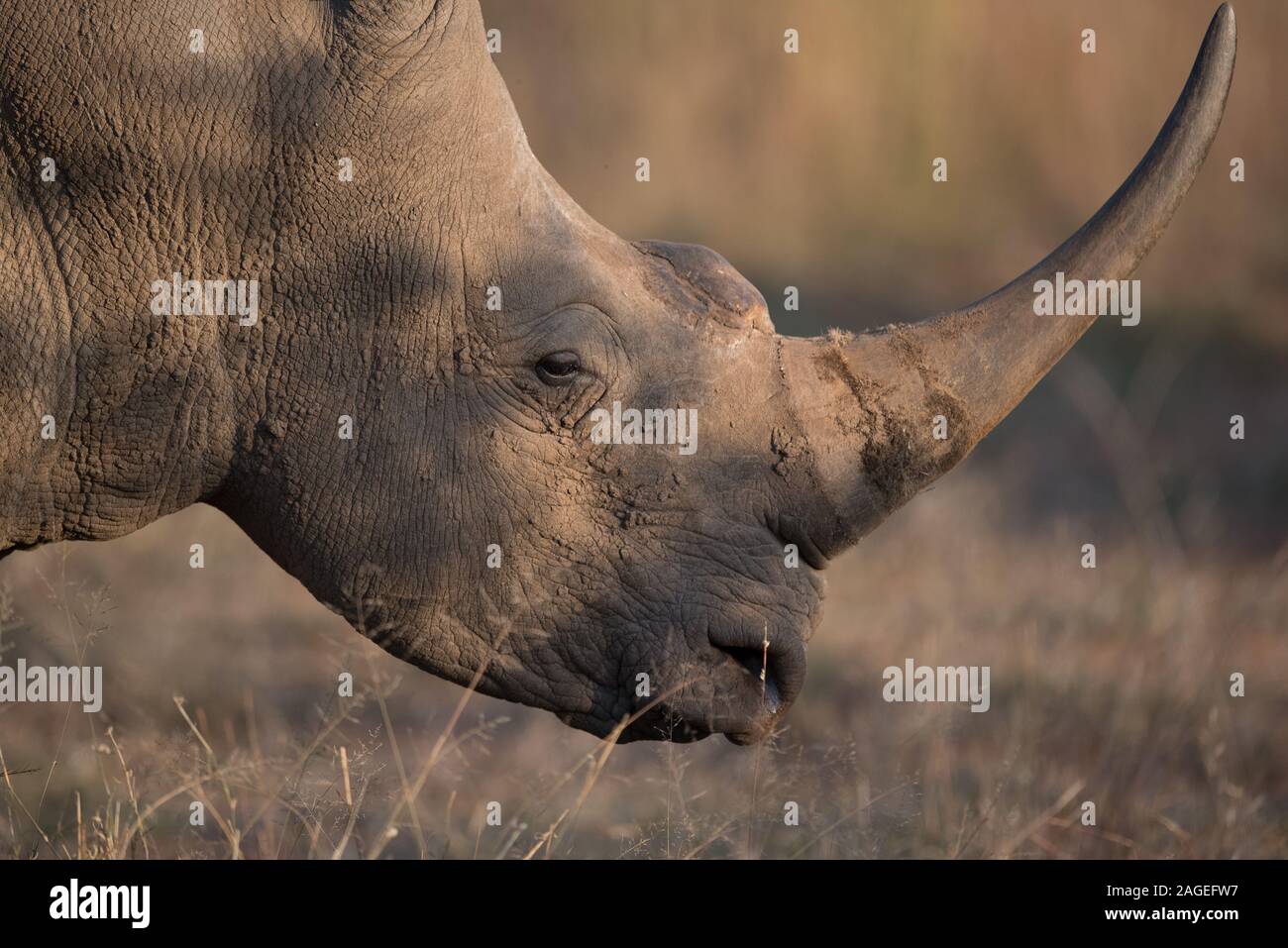 Nahaufnahme eines schlammigen Nashorns mit verschwommenem Hintergrund Stockfoto