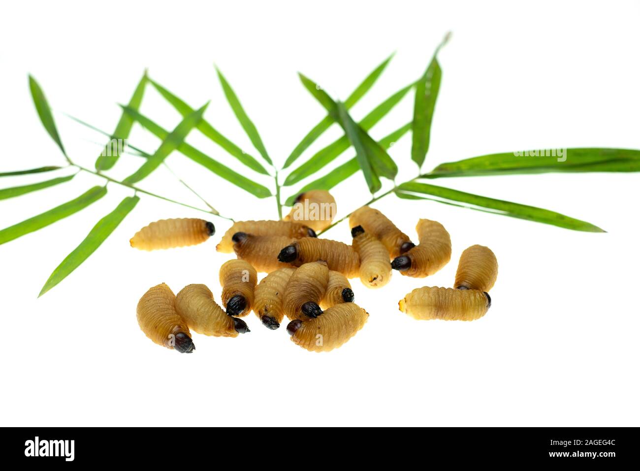 Red Palm Rüsselkäfer Larven auf Bambus Blätter Hintergrund Stockfoto