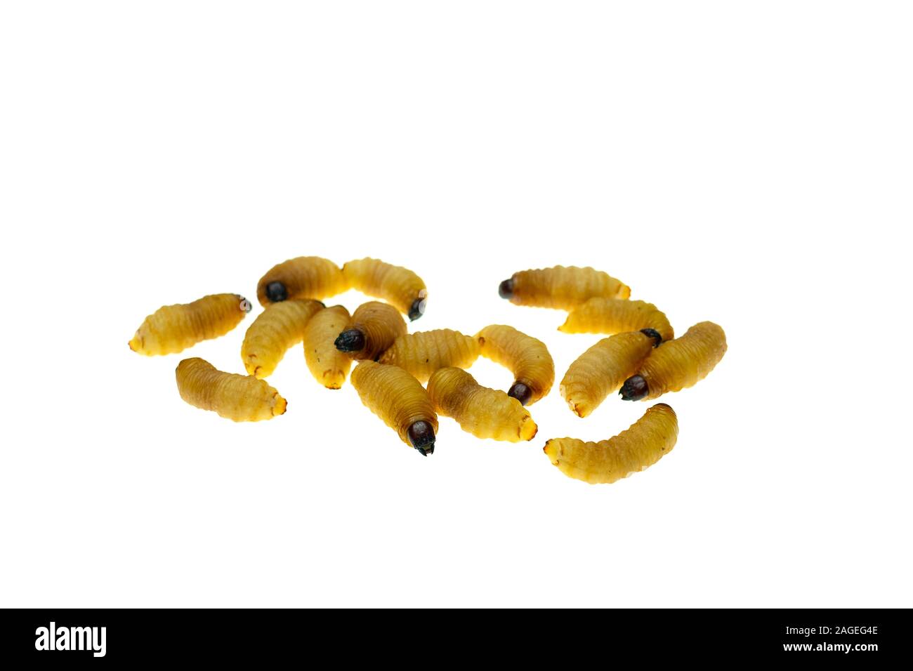 Red Palm Rüsselkäfer Larven auf Bambus Blätter Hintergrund Stockfoto