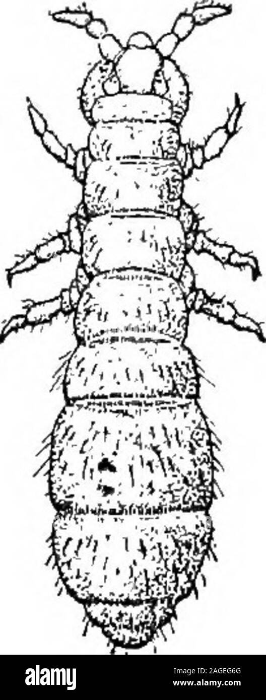 . Grundzüge der Zoologie. Gattung. Die unbekannten Parasiten der yellowfever durch den Biss eines anderen Moskito übertragen ist, SUgomyia fasdata. Sie tritt in alle Teile des worldbetween die parallelen 40°N. und S. Es ist ein den meisten viciousbiter sowohl bei Tag und Nacht, und Rassen in kleinen artificialcollections des Wassers, wie Fässer, Pfützen, Zisternen, andeven in so kleinen Gefäße wie Sardine Dosen (Theobald). Culex pipiens fatigans und C fungieren als Träger von Filariabancrofti oder F. sanguinis hominis nocturna, der Parasit des Menschen der Krankheit Filariasis. Die Afrikanische Tsetse Fliegen, Glossina palpalis (Abb. 53) ein Stockfoto