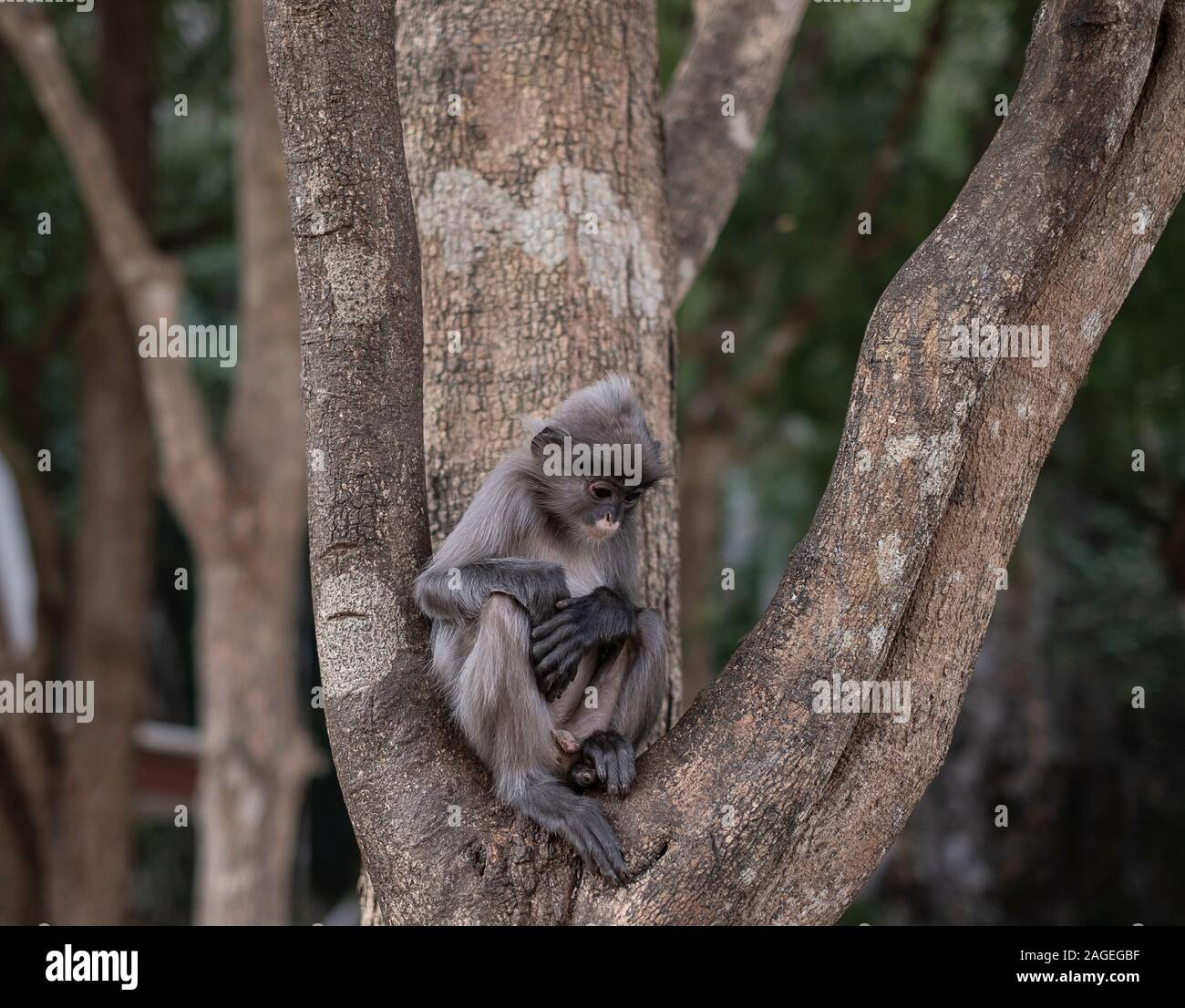 Thai colobinae auch grau Langur Long-tail Affe auf dem Baum Stockfoto