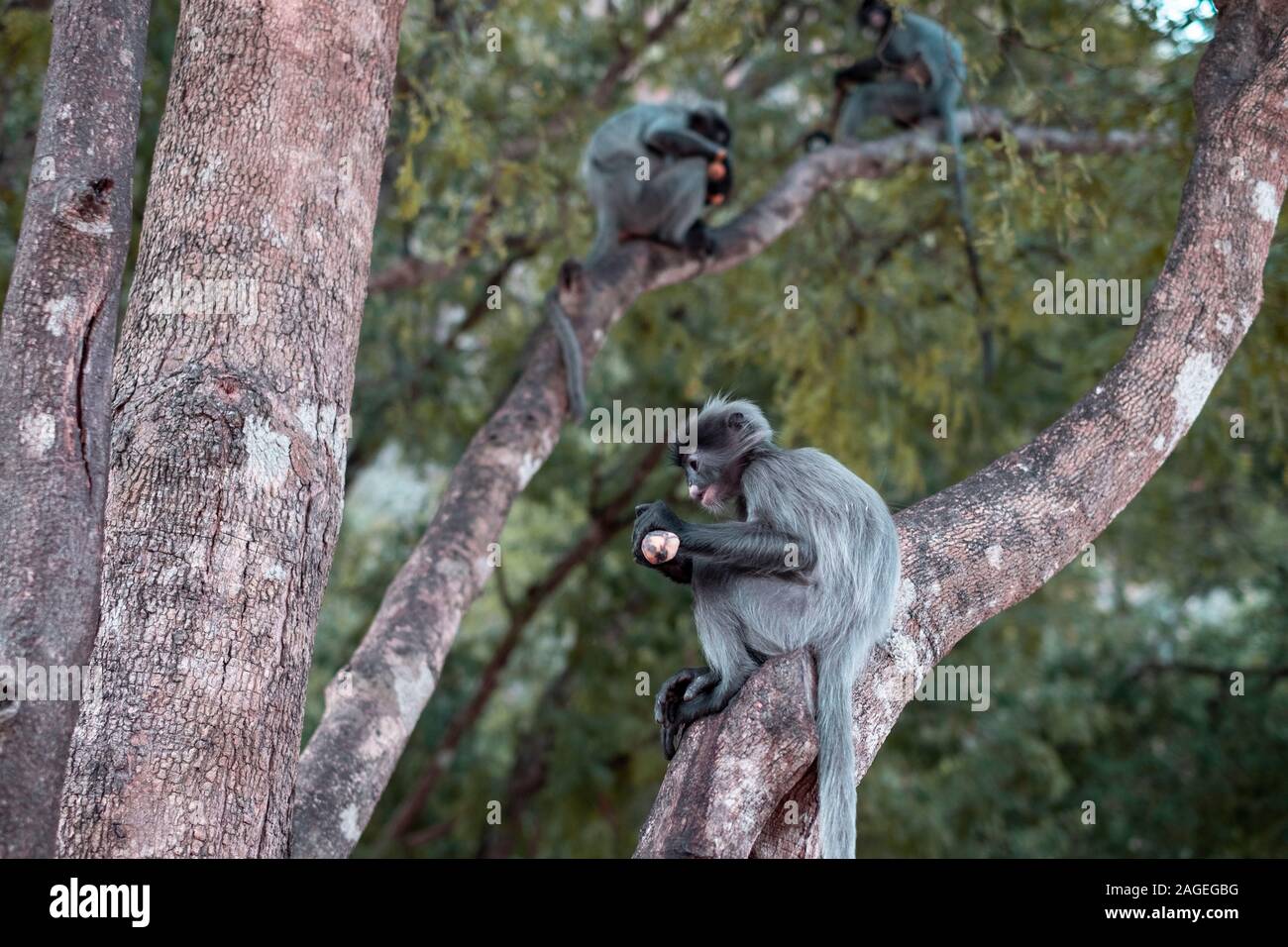 Thai colobinae auch grau Langur Long-tail Affe auf dem Baum Stockfoto
