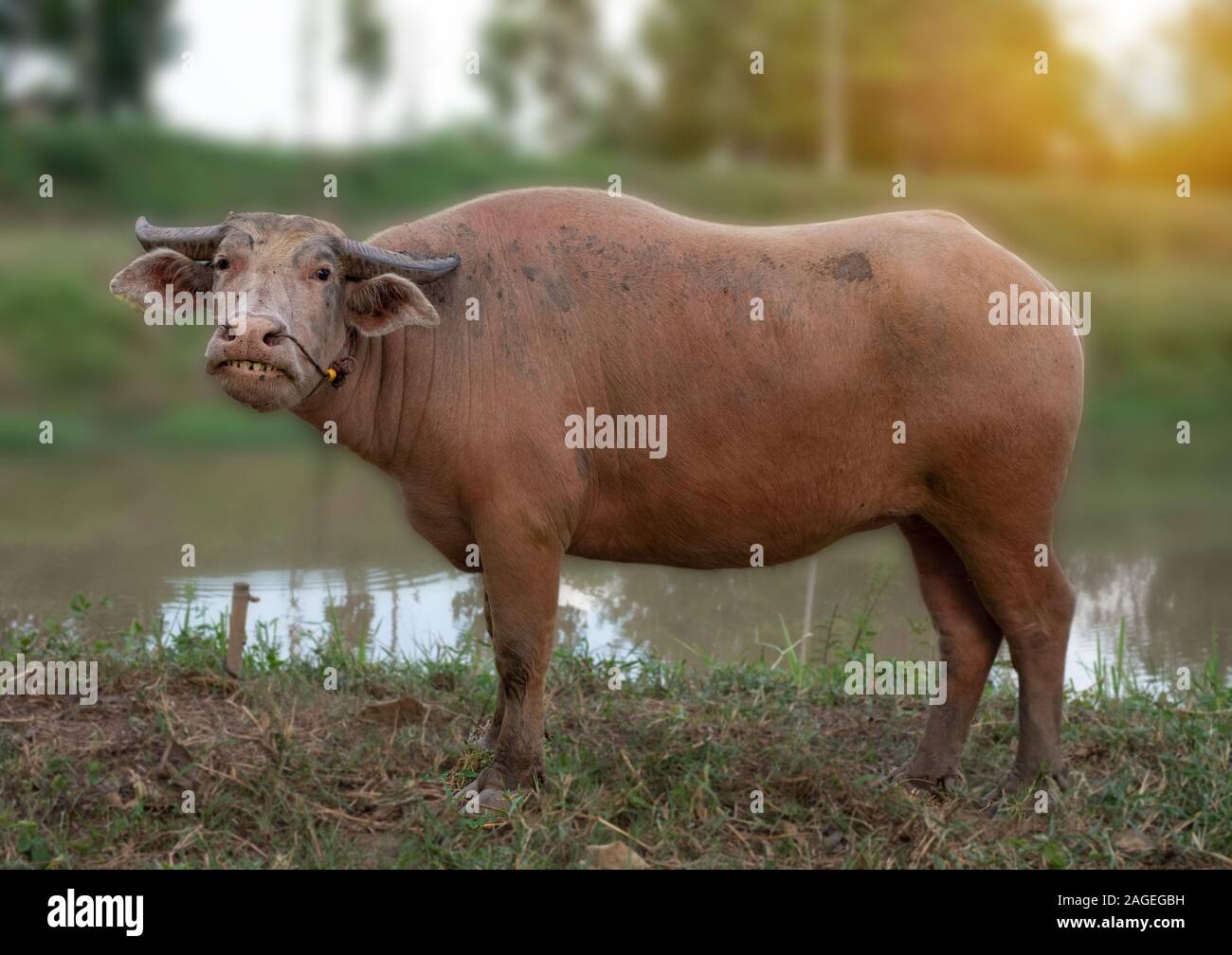 Albino Büffel stehen auf Grün blured Hintergrund Stockfoto