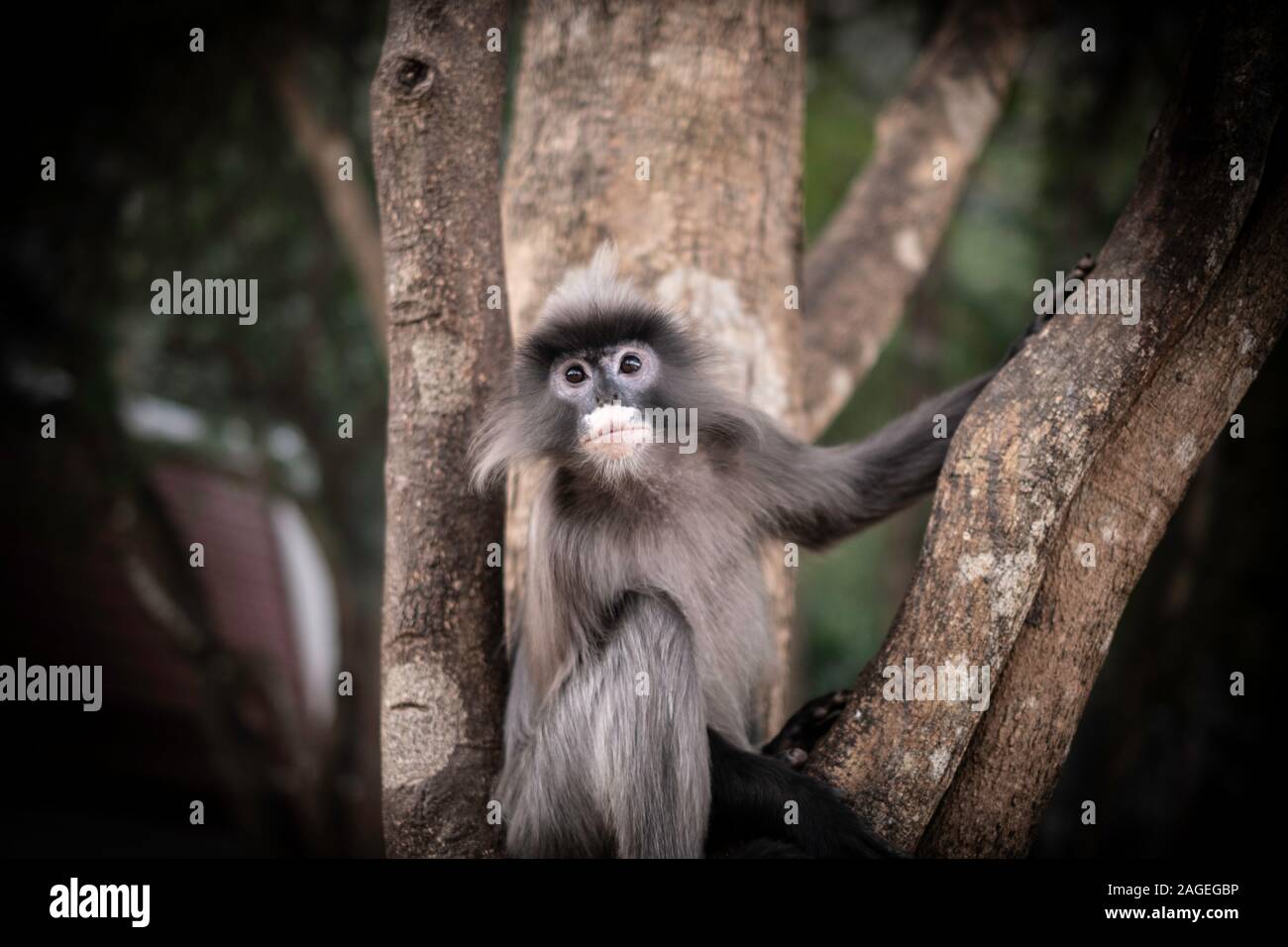 Colobinae auch grau Langur Long-tail Affe auf dem Baum Stockfoto