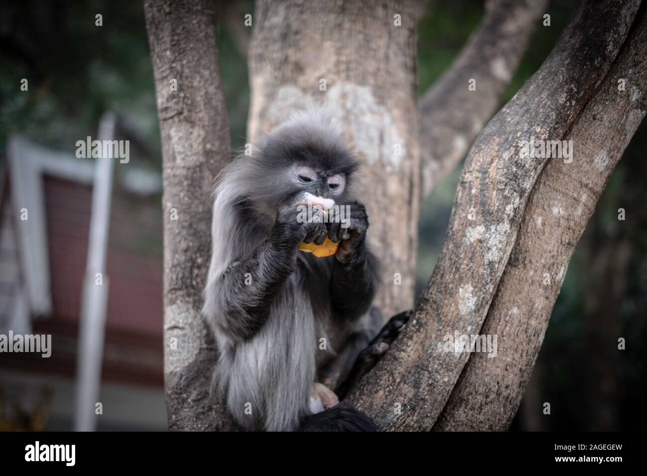 Colobinae auch grau Langur essen Obst Long-tail Affe auf dem Baum Stockfoto