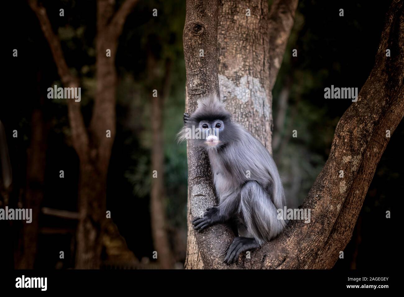 Colobinae auch grau Langur Long-tail Affe auf dem Baum Stockfoto