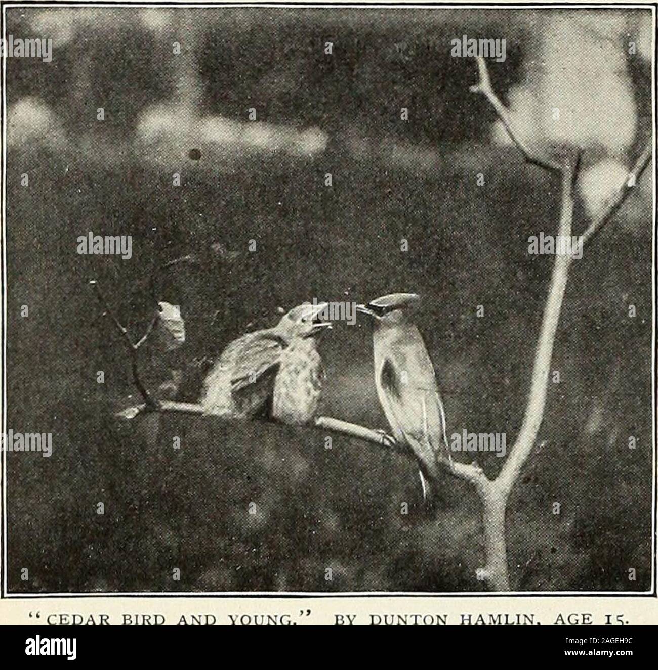 . St. Nikolaus [Serial]. Eine Lektion in den tiefen Wald. Von GERTRUDE M. HOWLAND, ALTER IO. (Silber Abzeichen.) 84 ST. NICHOLAS LIGA. [07.11.. CEDAR BIRD UND JUNGE (erster Preis, WILD - Vogel noch.) Andere von Steins Tochter, Mme. Streicker. Eine der lat-ter Macht kann nun gesehen werden inWindsor Schloss. Klaviere wurden in 1766 und in Americain 1784 intoEngland eingeführt wurde, aber die eingeführten Waren von der intoAmerica severeclimate ruiniert. In 1790, John Hawkins con - Erstattungspflicht der Idee der Klaviere; aber erst 1815 wurde das makingof Klaviere aufgenommen als Americanindustry. Der Tag der Square piano ispast, Stockfoto